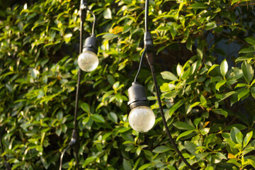 Light bulbs suspended against a background of green foliage