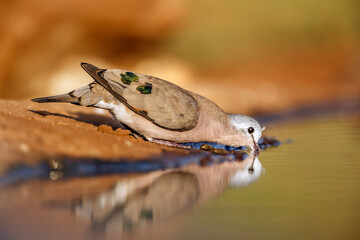 Emerald spotted Wood-Dove drinking in waterhole with reflection in Greater Kruger National park,...