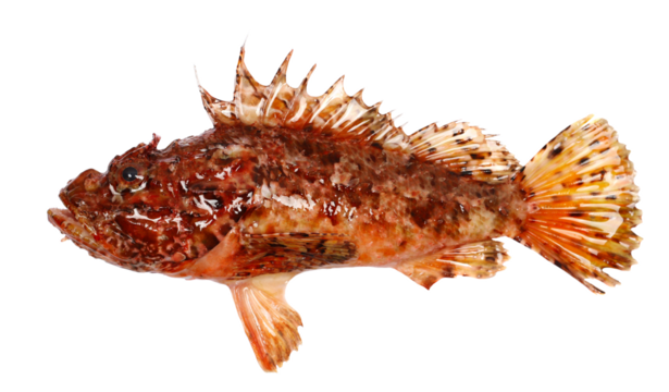 Red scorpionfish, bigscale scorpionfish, Scorpaena scrofa, isolated on white, side view, Adriatic sea