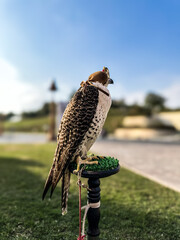 Brown winged and white feathered hawk