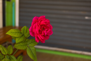 A bright pink rose photo.