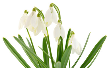 Snowdrops on white.