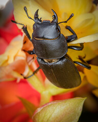 A close-up of a stag beetle, showcasing its large, powerful pincers and smooth, glossy exoskeleton....