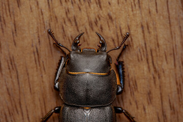 A close-up of a stag beetle, showcasing its large, powerful pincers and smooth, glossy exoskeleton....