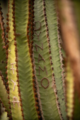 A close-up of cacti in Spain, showcasing their unique spiky texture and vibrant green color. The cacti stand tall against a dry, desert-like landscape, with rugged terrain and clear skies in the backg