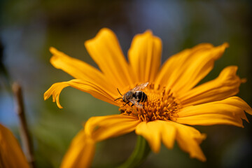A close-up of a bee perched on a vibrant flower, collecting nectar. The intricate details of the bee’s fuzzy body, delicate wings, and pollen-covered legs are visible against the colorful petals