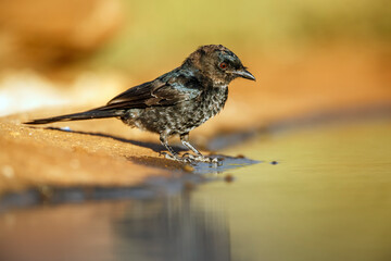 Fork tailed Drongo juvenile standing along waterhole in Greater Kruger national park, South Africa; specie Dicrurus adsimilis family of Dicruridae