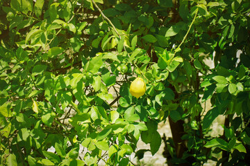 One green lemon grows on a tree, with a beautiful, blurred background