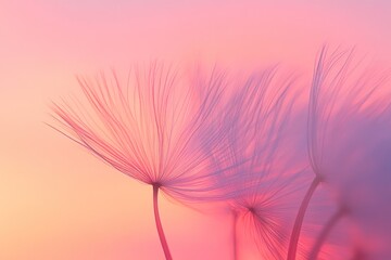 Pastel sunset dandelion seeds.