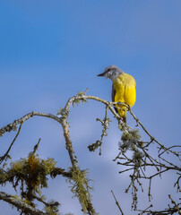 yellow backed shrike on branch