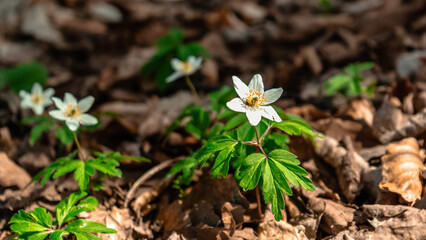 Wiosna w g&oacute;rach .