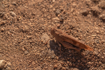 A close-up of a sand-colored grasshopper, its textured body blending with the surrounding environment. The insect is perched on a twig or leaf, showcasing its long legs and delicate antennae.