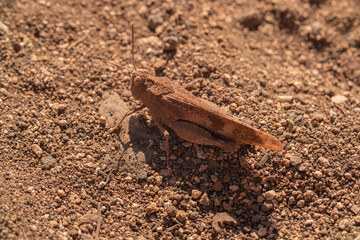 A close-up of a sand-colored grasshopper, its textured body blending with the surrounding environment. The insect is perched on a twig or leaf, showcasing its long legs and delicate antennae.
