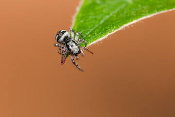 A close-up of a spider showcasing intricate details of its body, legs, and web. The spider's delicate hairs, multiple eyes, and unique patterns are visible, highlighting its natural beauty and complex