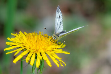 A butterfly gently resting on a vibrant flower, its delicate wings displaying intricate patterns and colors. The soft petals contrast with the butterfly's vibrant hues as it sips nectar in a peaceful 