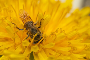 A close-up of a bee perched on a vibrant flower, collecting nectar. The intricate details of the bee’s fuzzy body, delicate wings, and pollen-covered legs are visible against the colorful petals