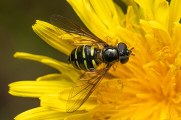 A close-up of a fly perched on a flower, its tiny legs gripping the delicate petals. The fly's detailed body, wings, and eyes are visible, contrasting with the softness and vibrant colors of the flowe