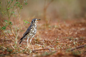 Groundscraper Thrush in Kruger National park, South Africa ; Specie Turdus litsitsirupa family of  Turdidae