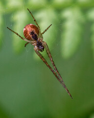 A close-up of a spider showcasing intricate details of its body, legs, and web. The spider's delicate hairs, multiple eyes, and unique patterns are visible, highlighting its natural beauty and complex