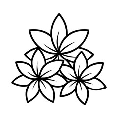 Black and white plumeria flowers