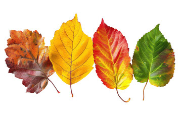 A vibrant array of autumn leaves showcasing nature's artistry in warm hues and intricate textures under soft light isolated on transparent background