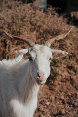 Fuerteventura, île Canarie