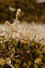 Fototapeta premium islandia, 2025