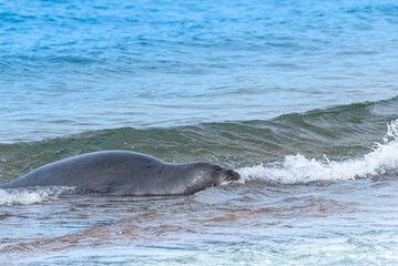 Obraz premium Monk seal swimming onto beach from ocean