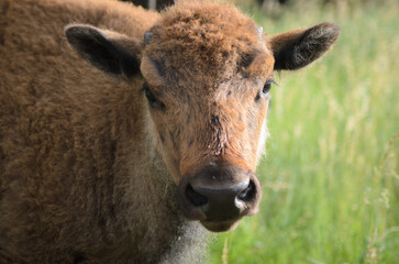 Wild bison calf in a meadow