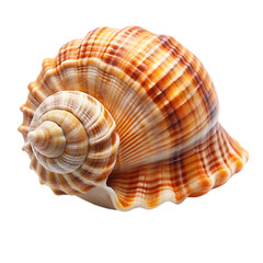 Fototapeta premium Striped Seashell Ocean Treasure Summer Beach Nature art sand coast brown white macro image