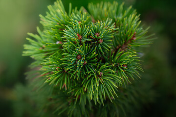close up of pine needles
