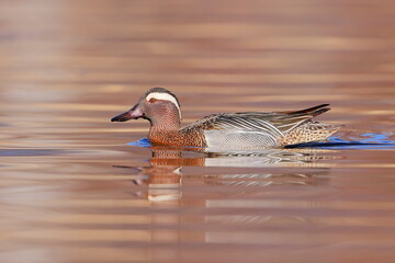 Garganey, Spatula querquedula, Czech republic