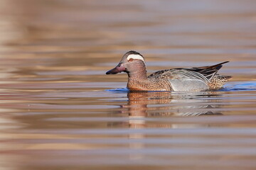 Garganey, Spatula querquedula, Czech republic
