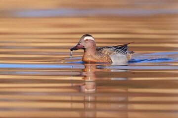 Garganey, Spatula querquedula, Czech republic
