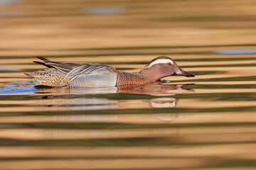Garganey, Spatula querquedula, Czech republic