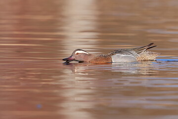 Garganey, Spatula querquedula, Czech republic