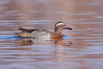Garganey, Spatula querquedula, Czech republic