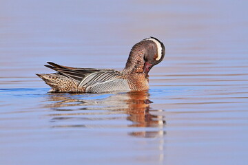 Garganey, Spatula querquedula, Czech republic