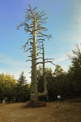 Obraz premium Tallest tree in Morocco, Cedar Tree Standing Tall in the Cèdre Gouraud Forest, Morocco