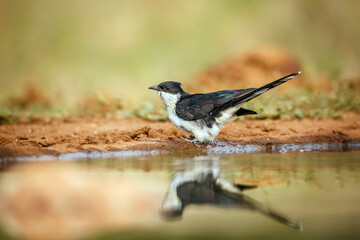 Pied Cuckoo along waterhole with reflection in Greater Kruger National park, South Africa ; Specie...