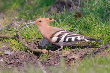 Eurasian hoopoe, Upupa epops, Czech republic © Kamil