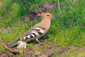 Eurasian hoopoe, Upupa epops, Czech republic