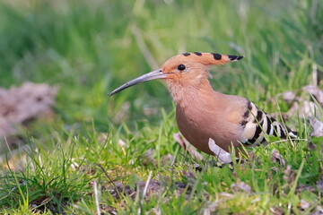 Eurasian hoopoe, Upupa epops, Czech republic © Kamil