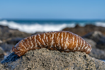 Actinopyga varians, the Pacific white-spotted sea cucumber or Hawaiian sea cucumber, is a species of sea cucumber in the family Holothuriidae. Makapuu Beach Park, Honolulu Oahu Hawaii.  
