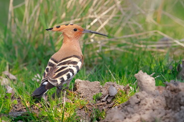 Eurasian hoopoe, Upupa epops, Czech republic