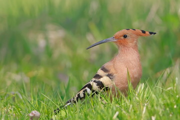 Eurasian hoopoe, Upupa epops, Czech republic © Kamil