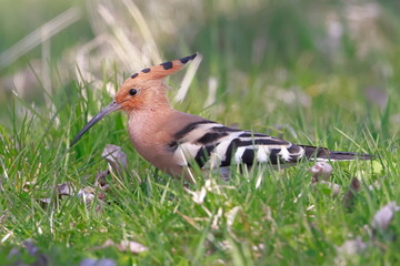 Eurasian hoopoe, Upupa epops, Czech republic