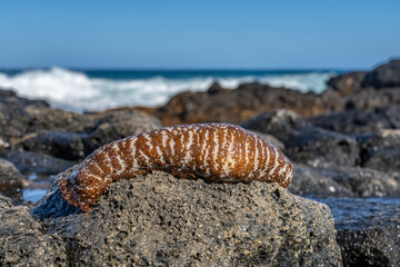 Actinopyga varians, the Pacific white-spotted sea cucumber or Hawaiian sea cucumber, is a species of sea cucumber in the family Holothuriidae. Makapuu Beach Park, Honolulu Oahu Hawaii.  
