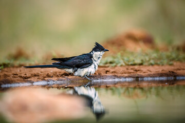 Pied Cuckoo along waterhole with reflection in Greater Kruger National park, South Africa ; Specie Clamator jacobinus family of Cuculidae