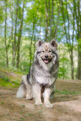 A cute Eurasier dog (Spitz type), with a a pink and blue spotted tongue, sitting curiously in a beech forest with young fresh green leaves in spring, Germany